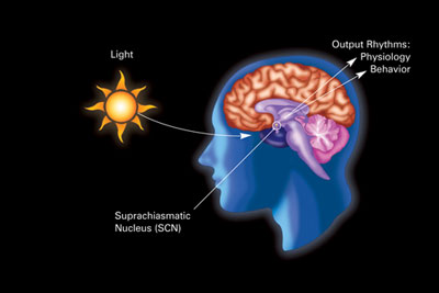 Circadian_rhythm_labeled.jpg